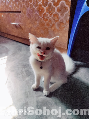 White Female Cat